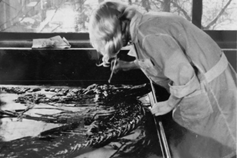 Renovation of the ichthyosaur in the 1970s / Press Office of the Jagiellonian University / press materials