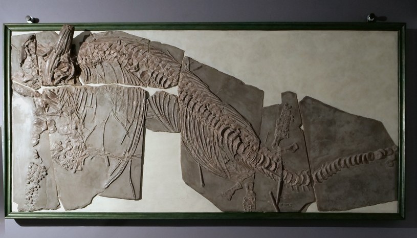 The effect of conservation works, ichthyosaur skeleton in 2024 / Press Office of the Jagiellonian University / press materials