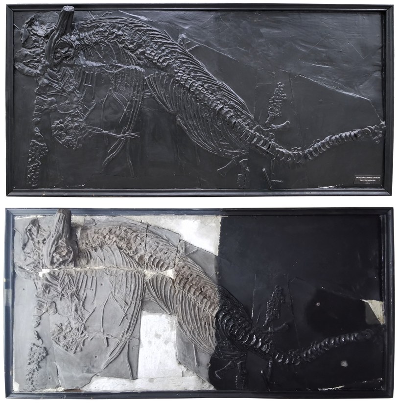 Removing paint from an ichthyosaur /Jagiellonian University Press Office /press materials